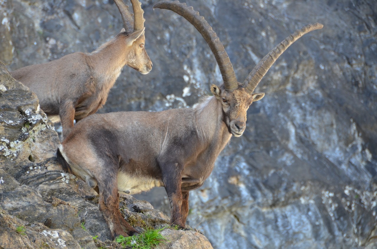 Steinbock 01 Urs Büchler 1280 x.jpg