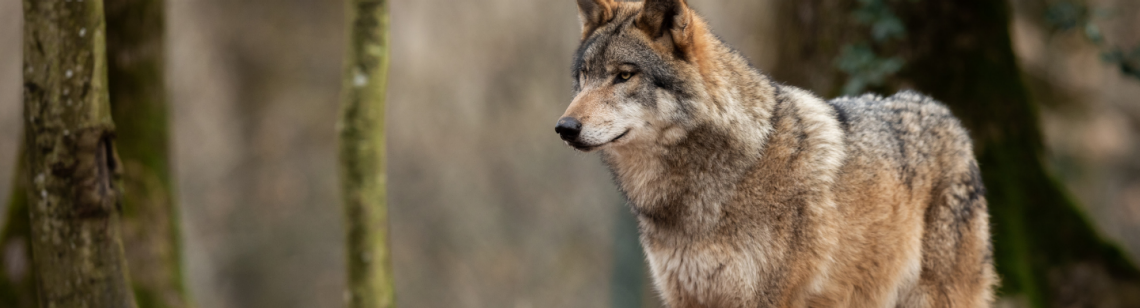 Wolf im Wald