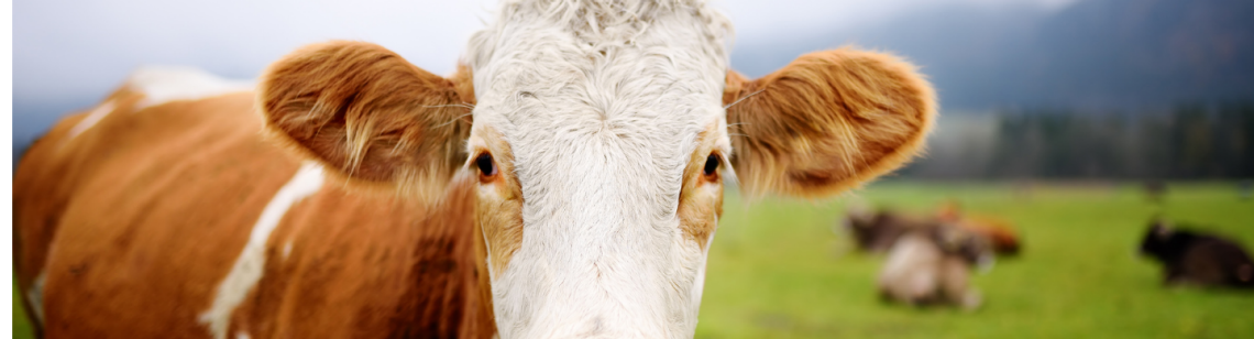 Man sieht eine landwirtschaftlich genutzte Wiese in Eggersriet und jemand mit einer Warnweste darauf. Im Hintergrund der Bodensee.