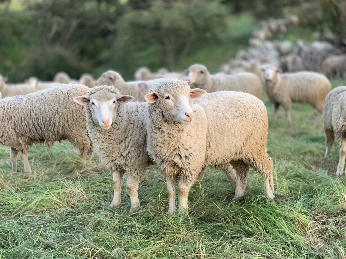 Schafe auf grüner Wiese