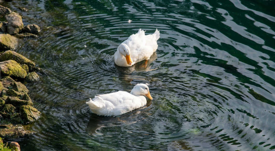 Zwei weisse Enten im Wasser am Ufer